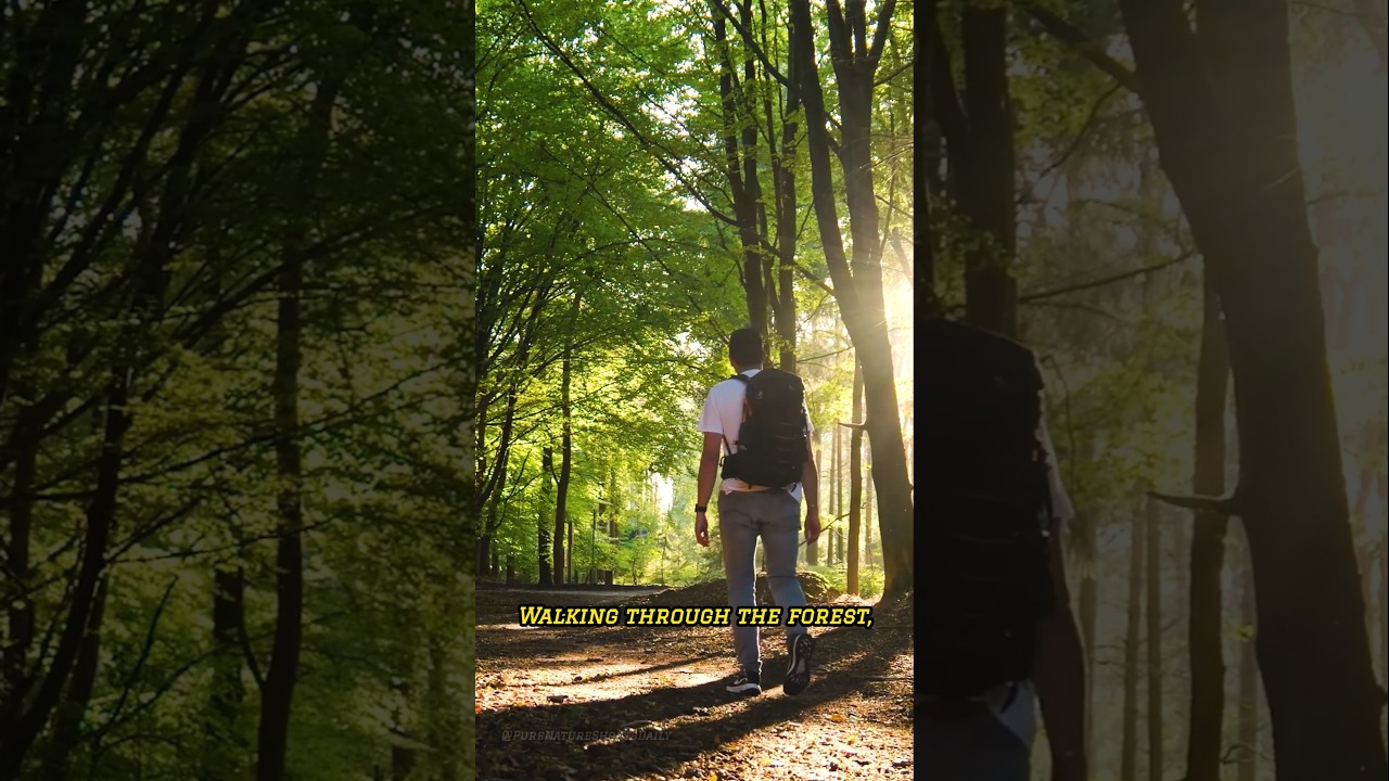 A Quiet Walk Through the Forest 🌲☀️