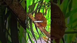 Big snakes #snake #wildlife #podcast #animals