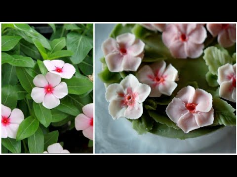 <strong>일일초</strong>(빈카 Vinca) /2.24 탄생화 birth flower /Periwinkle flower piping technique