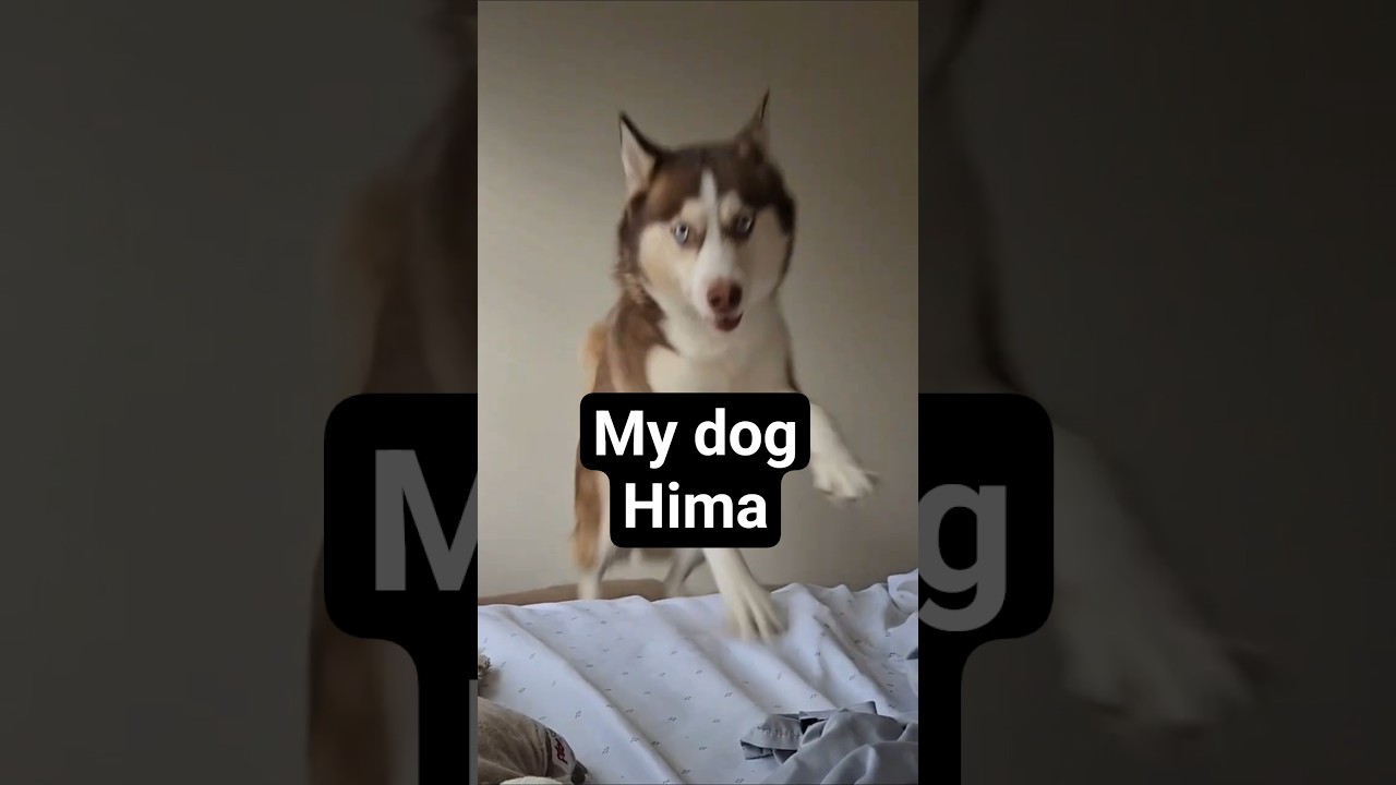 My dog Hima tries Bernie's Best chews ❤️