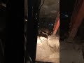 #viralvideo #xcavator #jcb