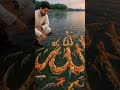 release lots of birds #animals #rescue #allah #viral