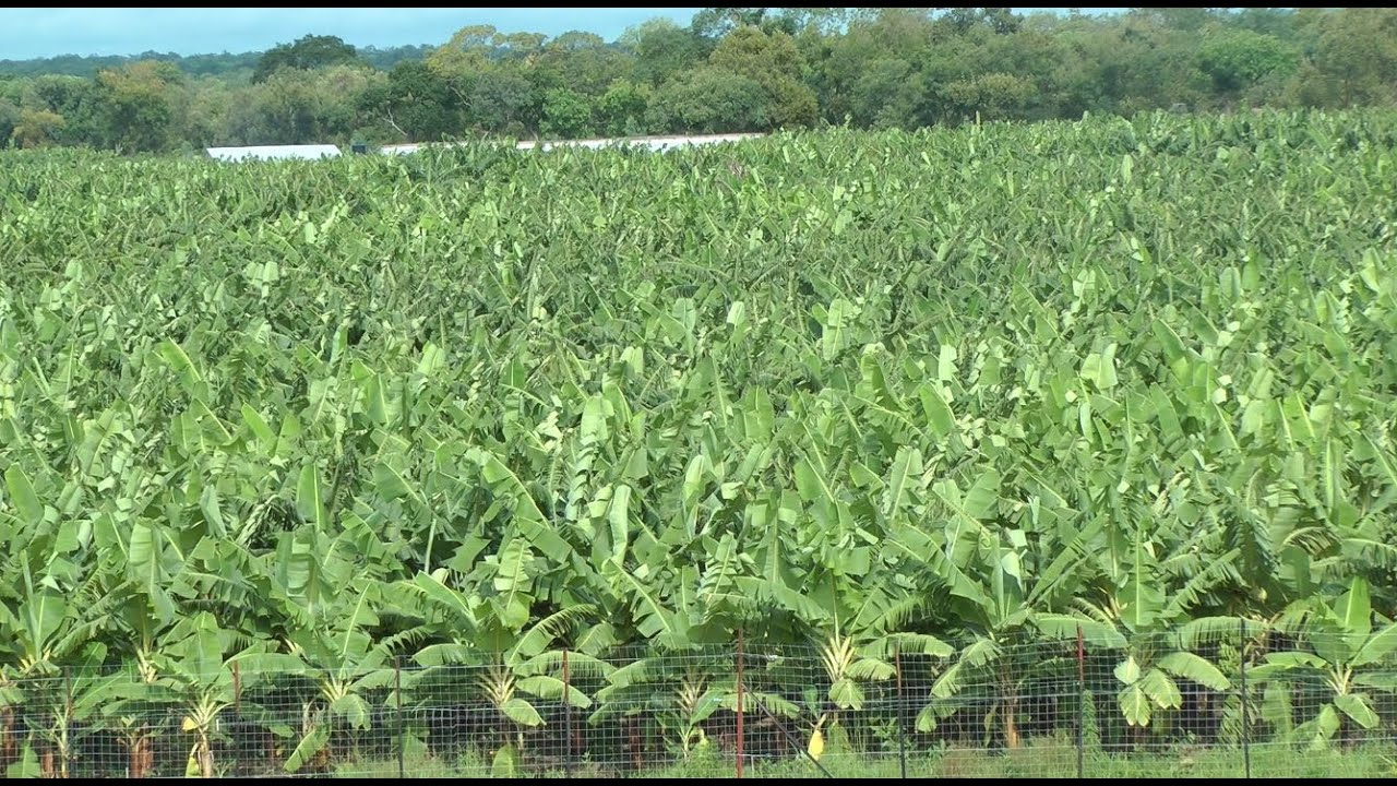 BANANERAIE DE PAKOUR