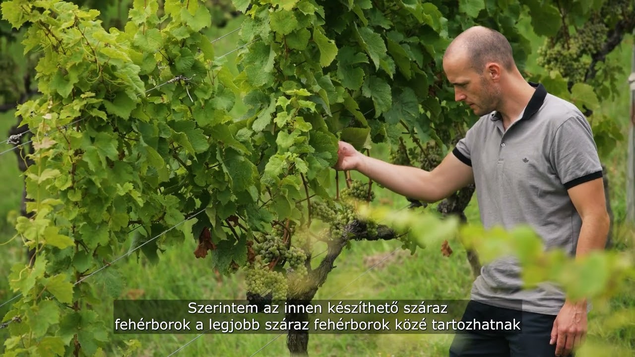 Palkó Zsolt - Villa Sandhal - Badacsony