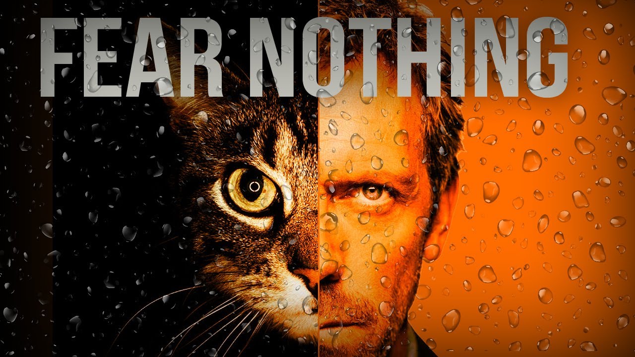 Phobia of CATS? Solutions and Ideas YouTube