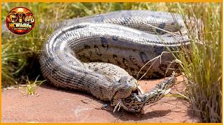 Precision vs Reflex: How Small Predators Decide in Seconds | Wildlife Documentary