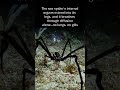 The sea spider’s internal organs extend into its legs, and it breathes through diffusion alone