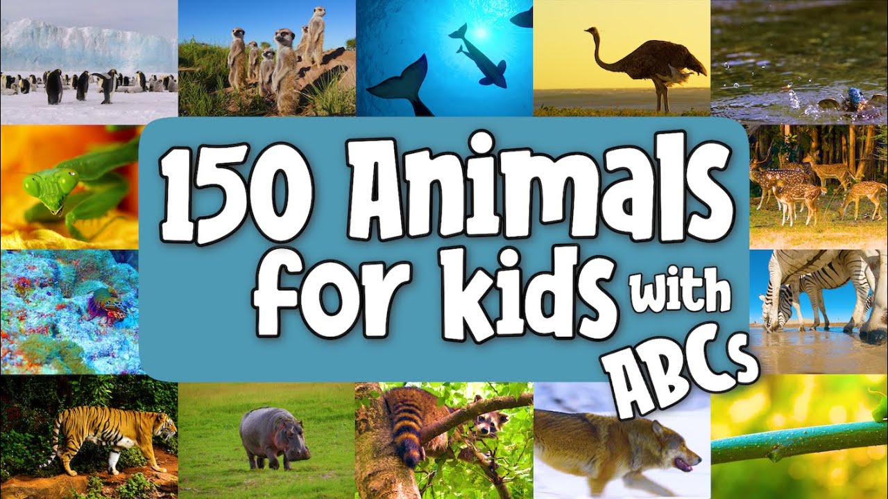150 Animals for Kids with ABCs | Learn Names of Wild Animals | ABC ...