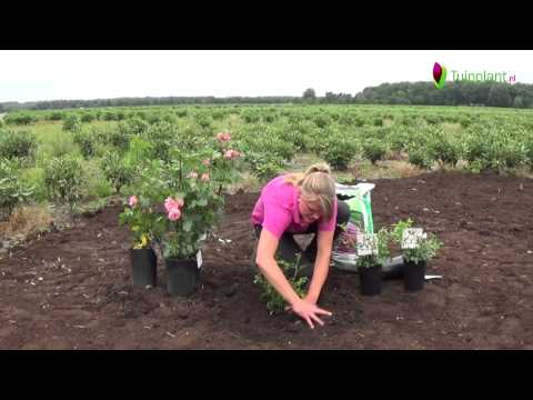 Video: Kanadese rose: beskrywing en kenmerke van variëteite, plant en versorging