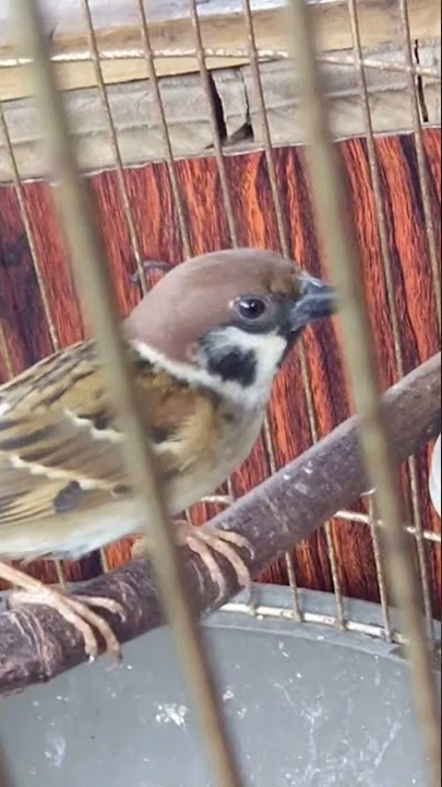 suara pikat burung Gereja langsung banyak kwan nya
