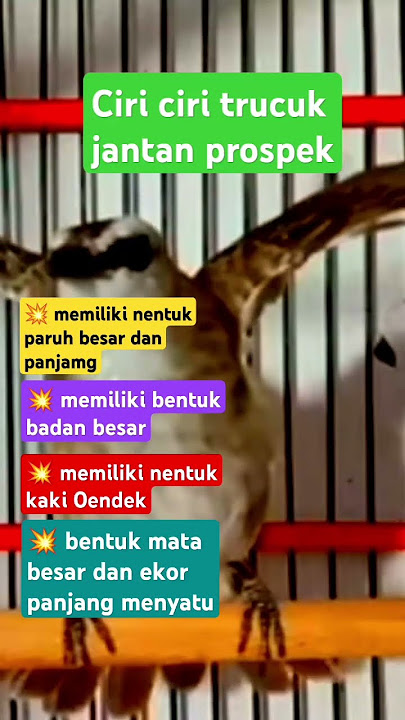 Ciri ciri trucukan jantan prospek #shorts #shortsvideo #shortsfeed