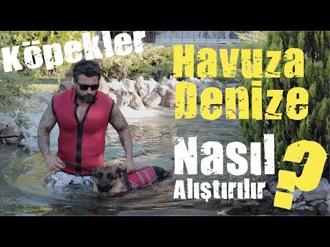 Video: Köpeğinizle Deniz Tatiline Nasıl çıkılır?