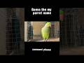 Guess My Parrot Name ? ... #parrot #birds #shorts #ytshorts