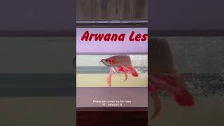 Download Mp3 Beautiful “Kumpai” Arowana dancing at PT. Arwana Lestari Gudang lagu Download Mp3 Beautiful “Kumpai” Arowana dancing at PT. Arwana Lestari
