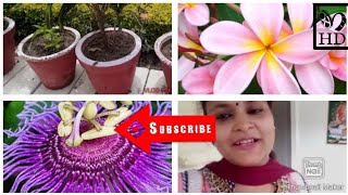 S Passion View Of Garden खबसरत बगच Anita Giri 9 July 2020