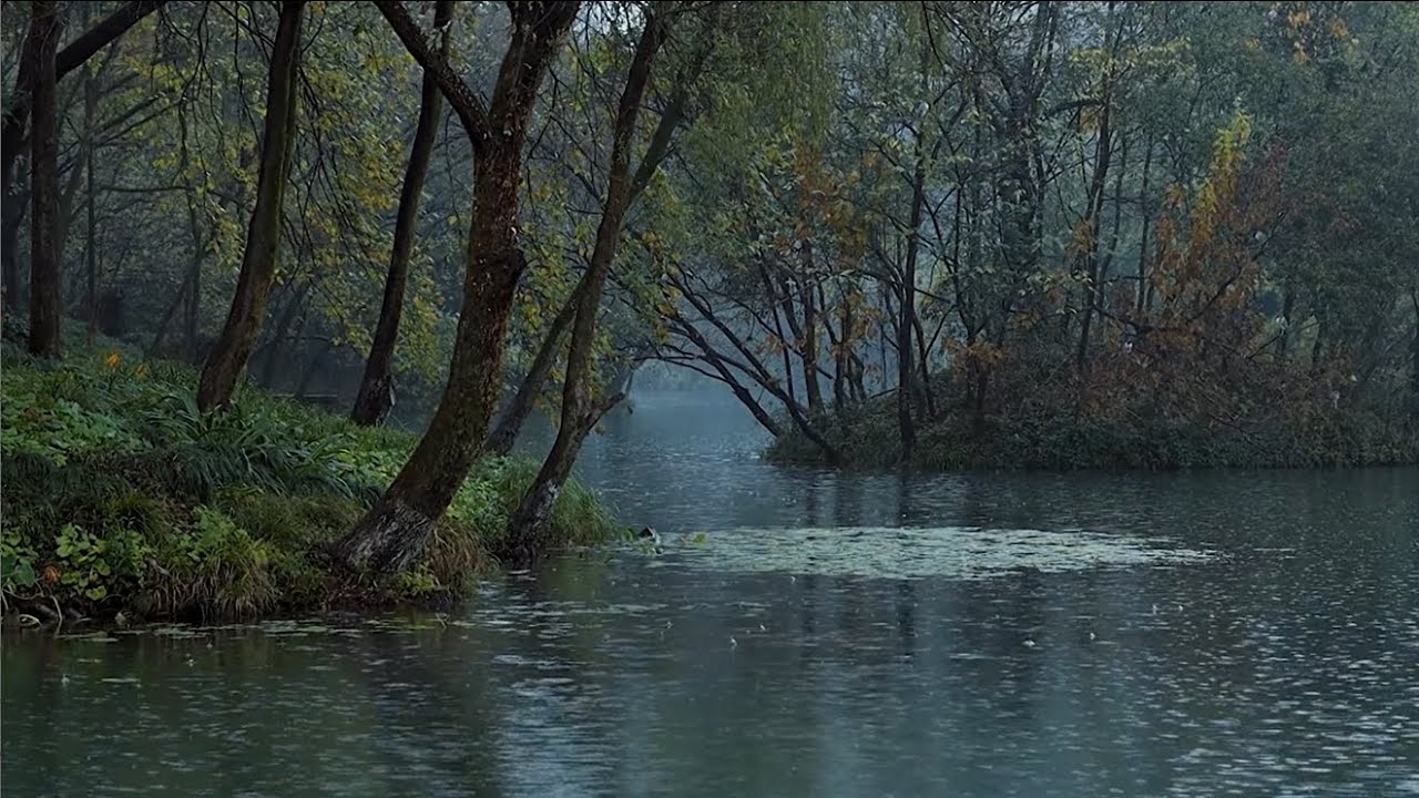 🌧️ Heavy Rain in the Wetlands 🌙 Nature Sounds by the Water for Stress Relief