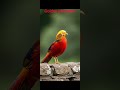 duniya ke top five khubsurat panchi #BeautifulBird #Nature #Short