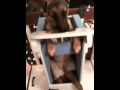 Megaesophagus Dog eating in Bailey Chair.MOV Megaesophagus Dog eating in Bailey Chair.MOV