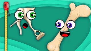 How Big Are The Bones In Your Body? | Human Body Songs For Kids | KLT Anatomy