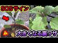 ナス定植後にこうなってたらマズイです…対処方法と一気に大きくする簡単な裏ワザ