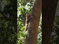 monkey in tree calling mates