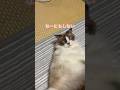 今日もなぁにもしないっ！#猫のいる暮らし #猫好きさんと繋がりたい #cat #catlife