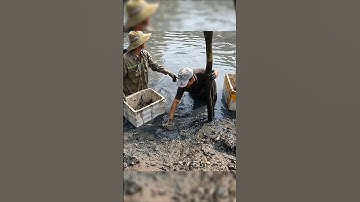 Crayfish vietnamese | Cách bắt tôm CÀNG XANH cực dễ Ở MIỀN TÂY #tomcanhxanh #crayfish