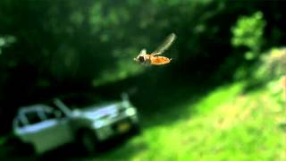 ハナアブの飛翔　Hoverfly in Flight High speed Video