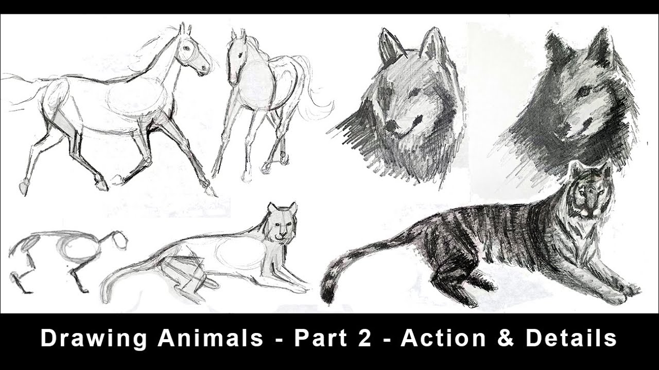 Drawing Animals for Beginners - Part 1 - Structure & Form - YouTube