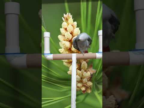 똥 관련 말이 제일 재미있어 앵무새 연구대상똘이#<strong>parrot</strong> #반려동물 #shocked #shorts #funny #웃긴영상 #cute #동물 #apt