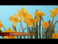 Antonio Vivaldi The Four Seasons Spring 1080p 