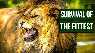 How These Predators Hunt To Feed Their Cubs | Nature Documentary