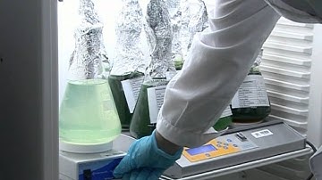 NEO An artificial ecosystem in space