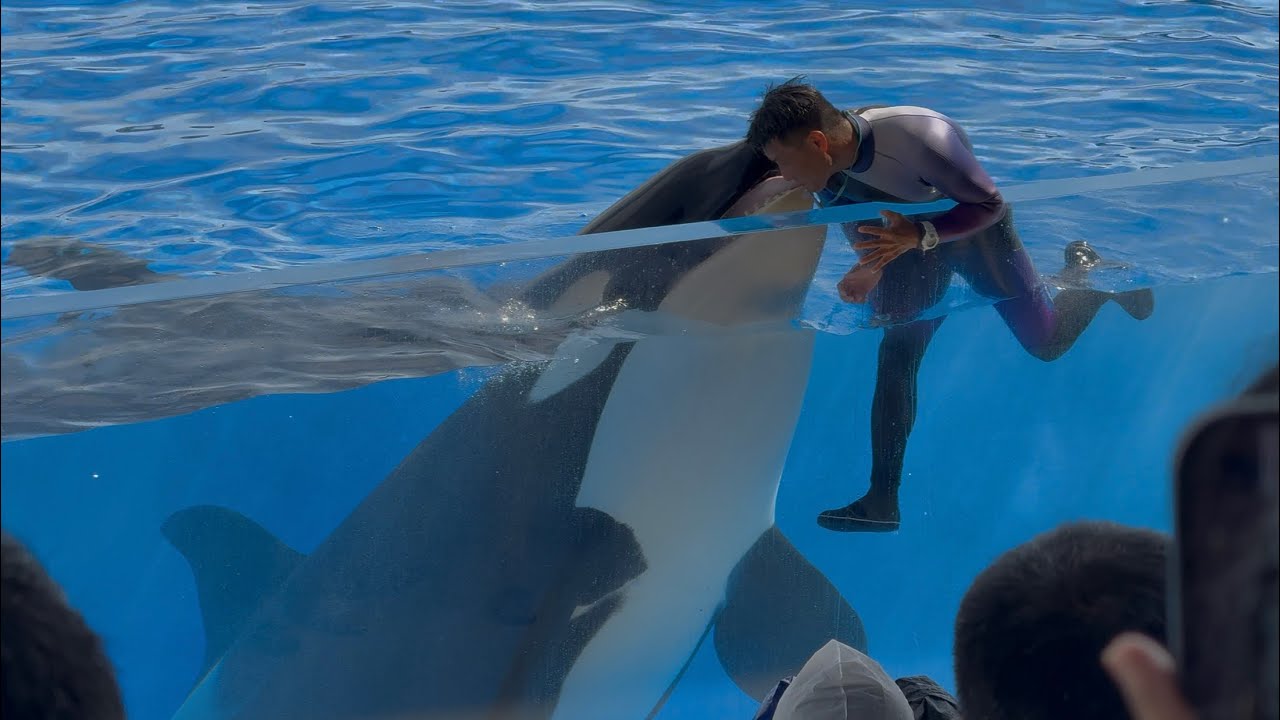 【神戸須磨シーワールド】オルカパフォーマンス　ノーカット　オルカスタディアム2025/8/7 