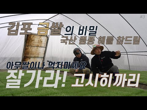   4가지 쌀 품종 비교하기 해들 참드림 고시히카리 아키바레 최고품질의 쌀은