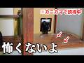 1階にいる新入り猫と対面するために。【移住146話】