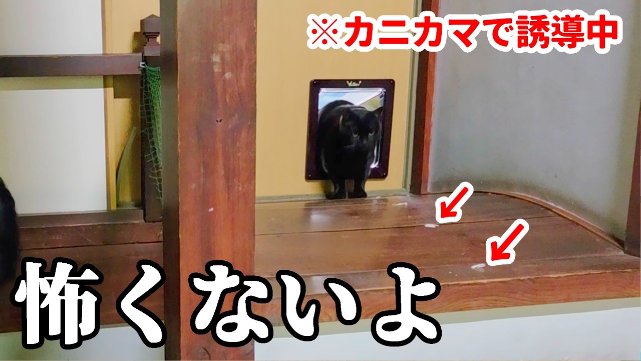 1階にいる新入り猫と対面するために。【移住146話】