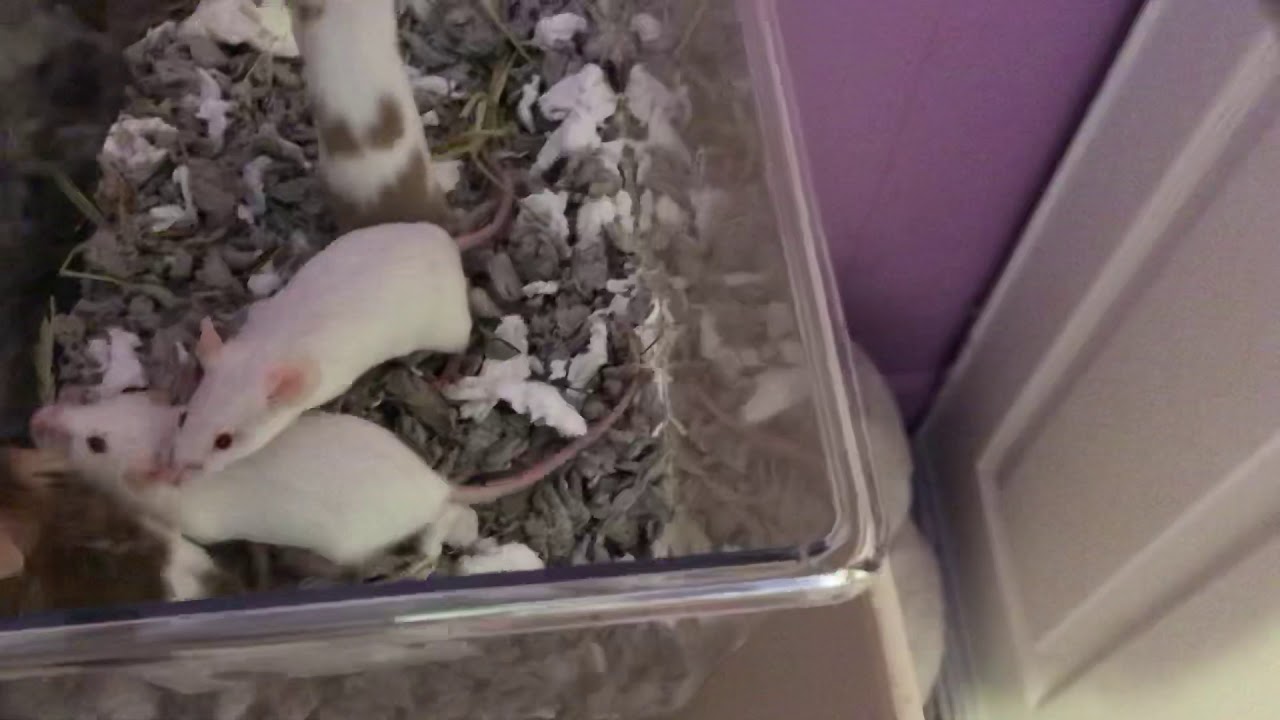 Spoiled Pet Mice 🐭❤️🐭