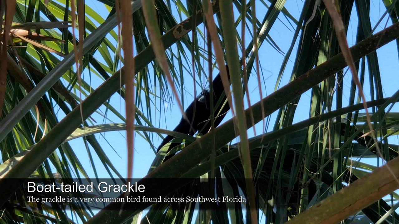 Boat-tailed Grackle Sounds & Calls, Male