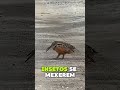 O motivo dessa “dança” desse pássaro é BIZARRO 😳