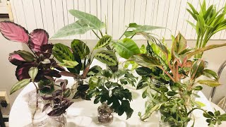 9 Houseplants That Transfer To Water Culture Easily (For Me)