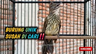 Download Lagu CUCAK KERINCI GACOR ‼️ MP3