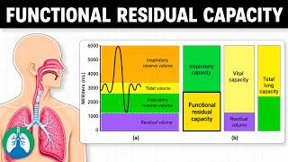 Functional Residual Capacity (FRC) | Quick Explainer Video