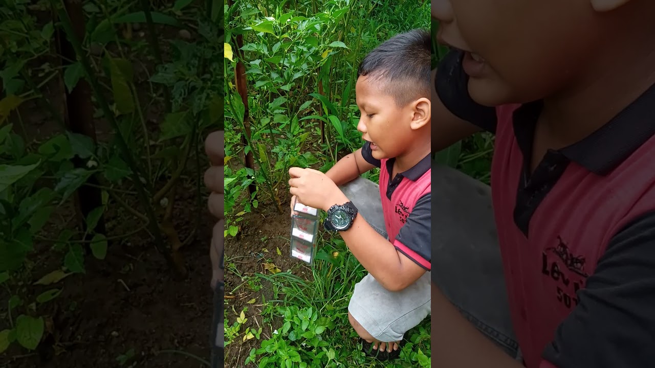 Tips agar tanaman buah cabai dll dapat berbuah banyak ...