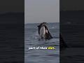 Do Orcas Hunt Dolphins Killer Whales Vs Dolphins Explained Dolphin Orca Ocean Predator