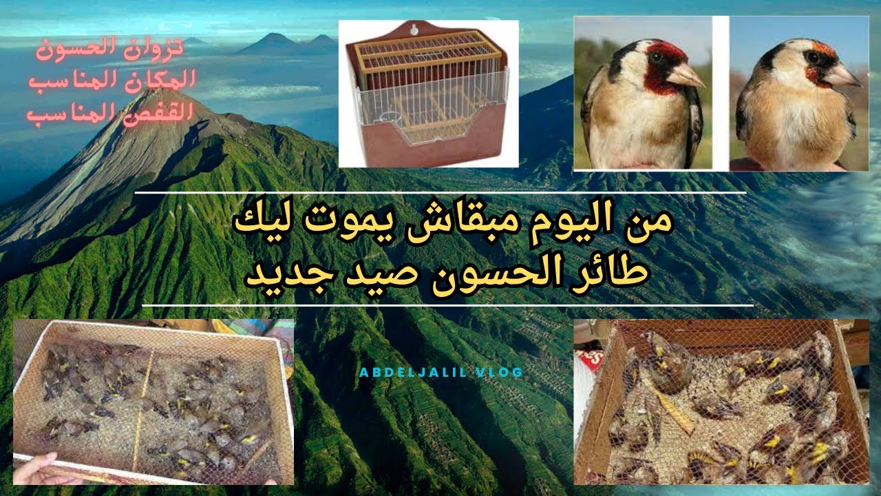 كيفية التعامل مع فراخ الحسون صيد جديد من الشراء الى التزوان.