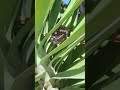 BEEHIVE #adventure #wildernessseason #viral #viralvideo #viralshorts #nature @G.O.BOUTDOORS