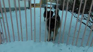 Кавказцы нападают на русского! ШОК! Кавказцы нападают на русского! ШОК!