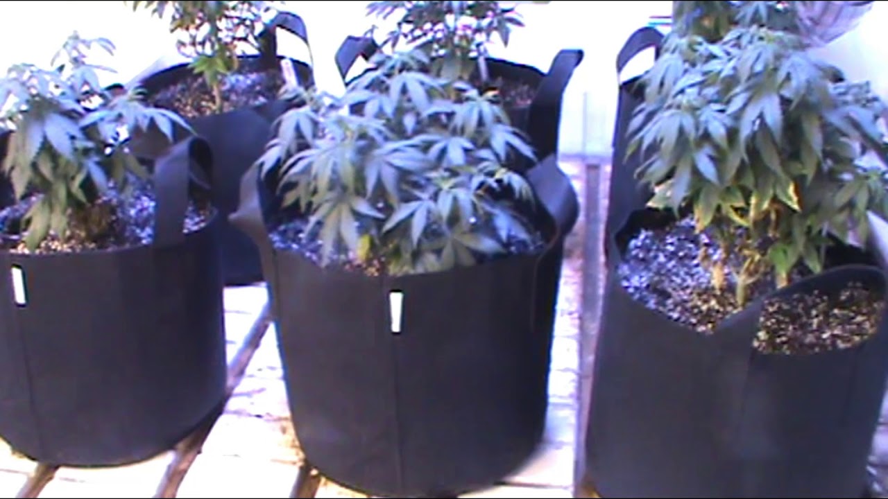 Unit Farm UFO Grow Update3