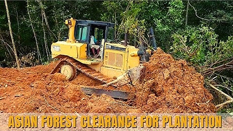 Awesome Skill Operator Dozer Clear Forest for Plantation